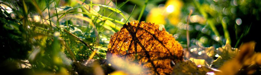 Life Christian Bible Institute ~ Central Texas